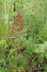 herbe rouge