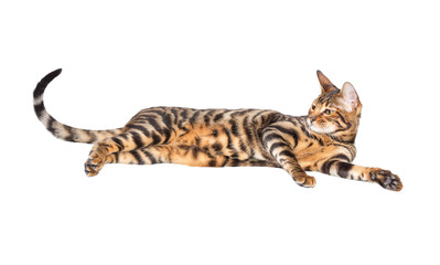 Cat breed toyger
