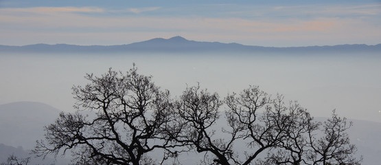 Trees in foggy mountain range background