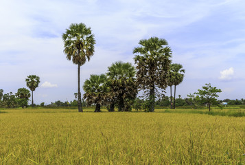 Fototapeta na wymiar sugar palms on the rice field,Phetchaburi,Thailand.