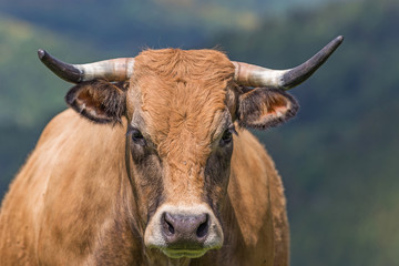 vache de race aubrac
