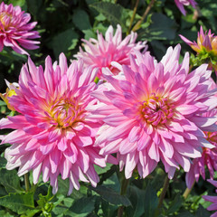 Dahlien
