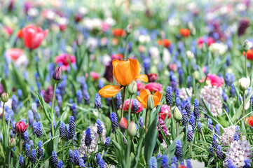 Spring and easter background with spring flowers