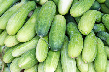 Pile of fresh green cucumbers