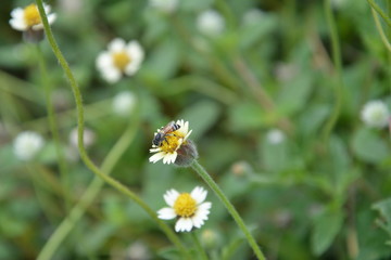 Fototapeta premium Bees with flowers