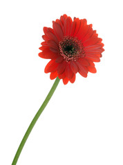 Gerbera / Beautiful gerbera over a white background