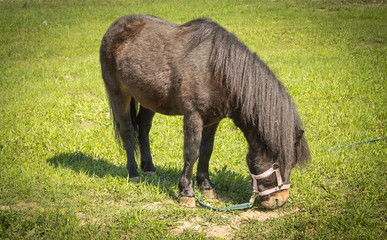 Black pony eats green grass meadow