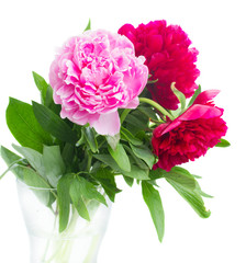 red and pink peonies