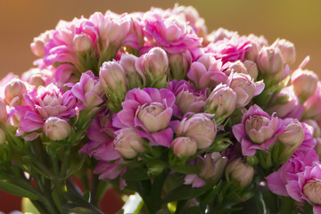 Obraz premium Spring flowers