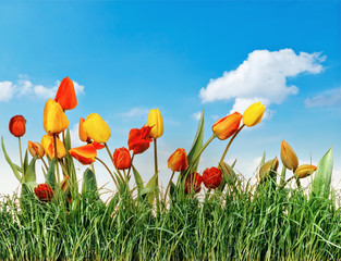 Green grass lawn with red and yellow tulips over blue sky. Flora