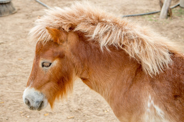 Shetland pony horse