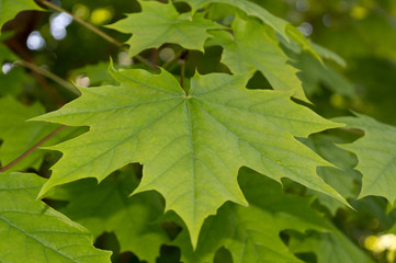 Green maple leaves close-up.