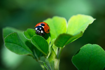 Ladybug on leaf