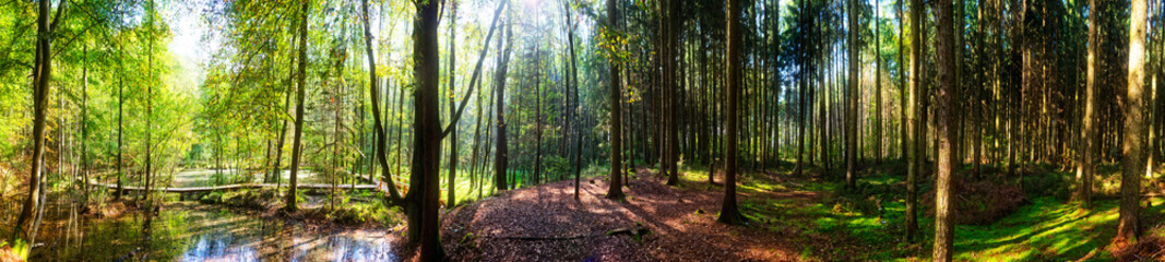 Frühling im Wald - Panorama