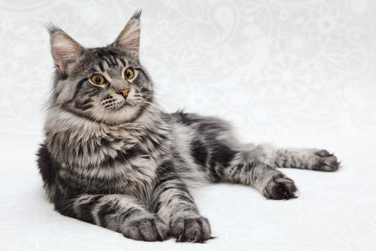 Big black tabby maine coon cat posing on white background