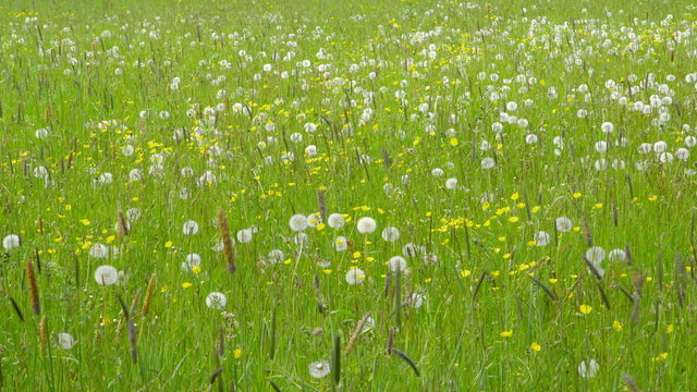 Beautiful Spring Meadow with Wildflowers