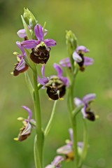 Hummel-Ragwurz (Ophrys holoserica)
