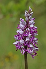 Helm-Knabenkraut (Orchis militaris)