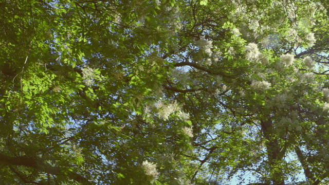 Nature - Branches full of Fresh Green Leaves - camera pan