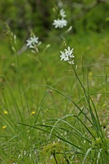 Astlose Graslilie (Anthericum liliago)