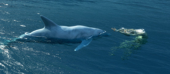 Fototapeta premium marine mammal