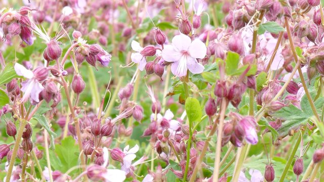 Ein rosa Bl&uuml;tentraum