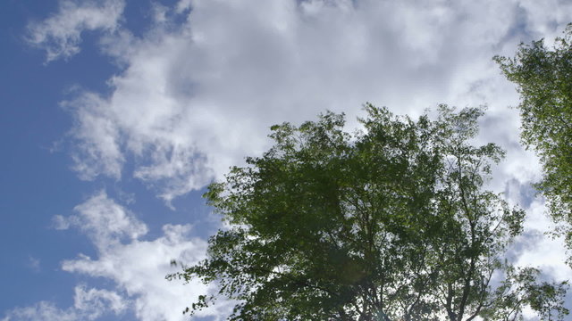 Nature - Branches full of Fresh Green Leaves - camera pan