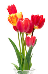 Beautiful different tulips  in vase