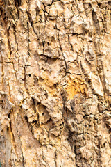 Tree bark texture