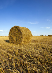 Fototapeta premium agricultural field 