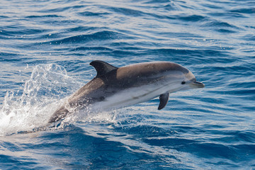 Plakaty  Delfiny podczas skakania w głębokim błękitnym morzu