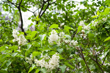 White Lilac