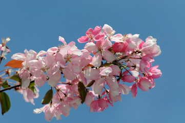 Spring Sakura Cherry Blossom
