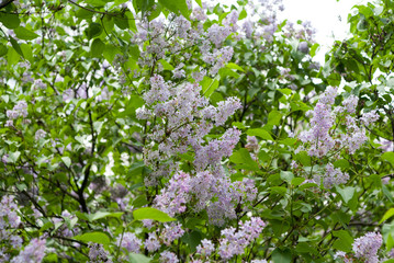 lilac flowers