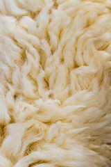 Wool sheep closeup for background