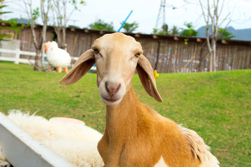 Fototapeta premium young goat thailand