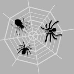 Spider icon great for any use. Vector EPS10.