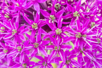 violet flower outside