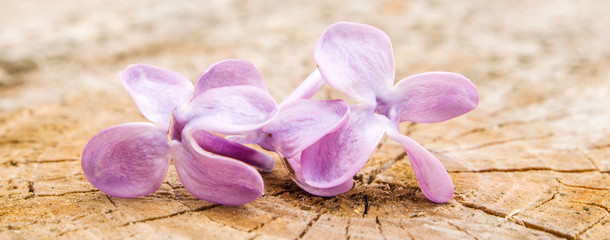 violet flowers on wooden background