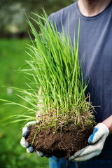 Human hand holding grass