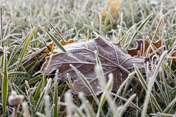 frozen grass 