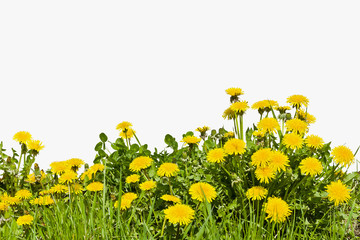 Fototapeta premium Pięknie kwitnące żółte kwiaty mniszka lekarskiego na białym tle