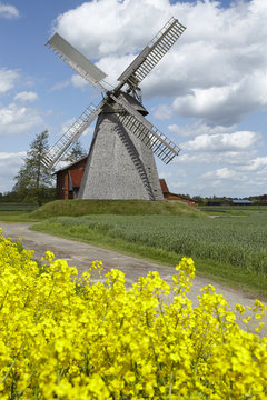 Windm&uuml;hle Bierde (Petershagen) mit Rapsfeld