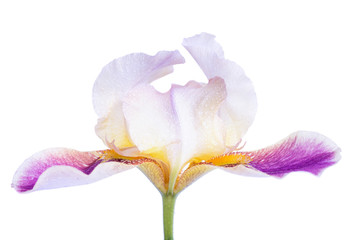 iris flower macro