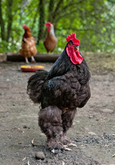 black cock