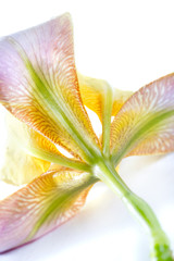 iris flower macro
