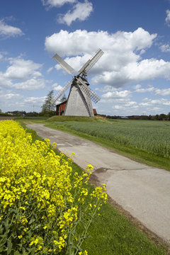 Windm&uuml;hle Bierde (Petershagen) mit Rapsfeld