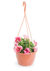 Hanging pot with petunias