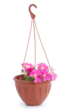 Hanging Pot With Petunias