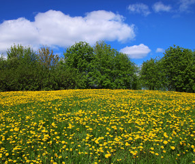 Yellow dandelions on springtime